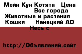 Мейн Кун Котята › Цена ­ 15 000 - Все города Животные и растения » Кошки   . Ненецкий АО,Несь с.